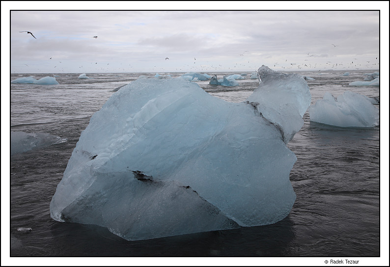 Ice turtle